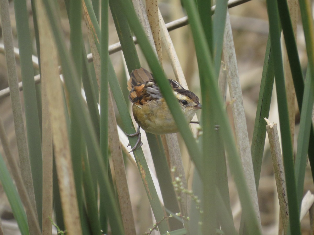 Wren-like Rushbird - ML27502131