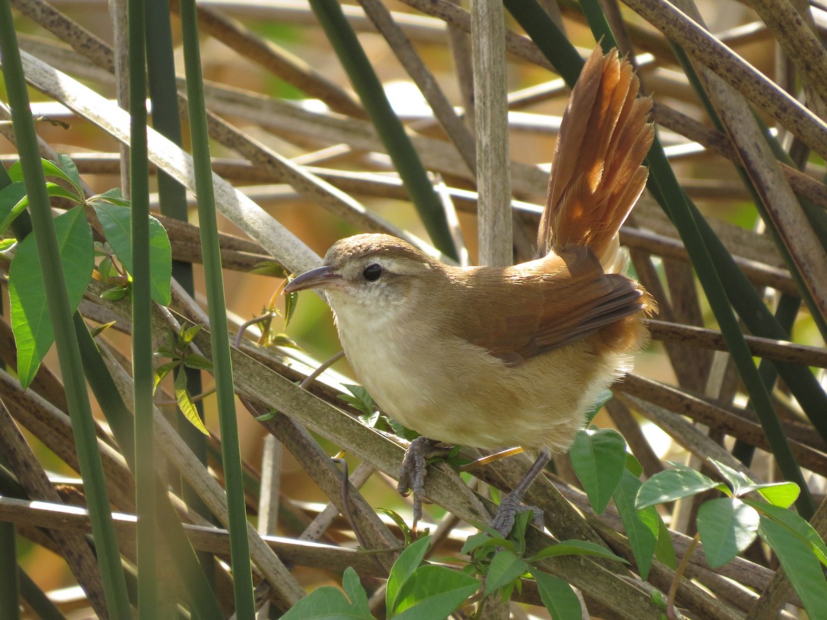 Curve-billed Reedhaunter - Raphael Kurz -  Aves do Sul