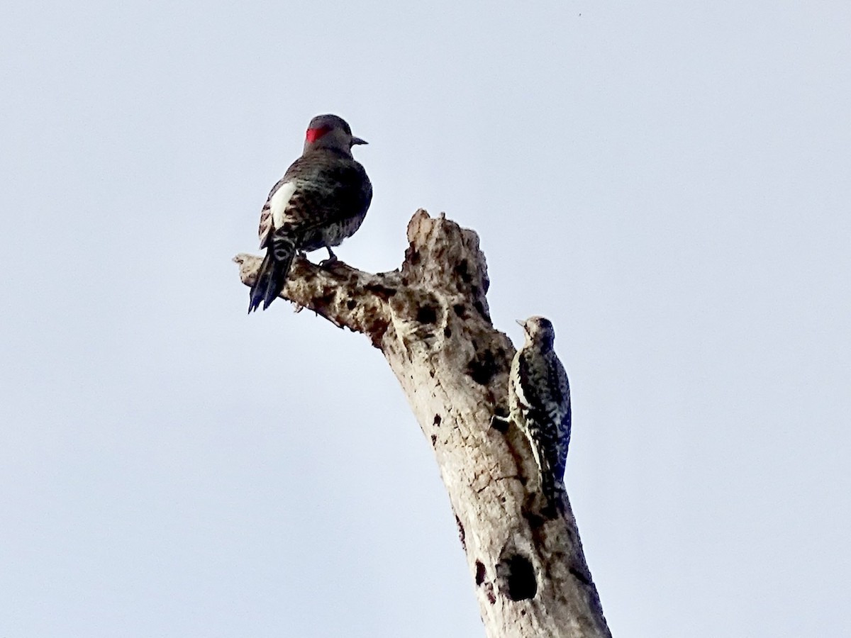 Yellow-bellied Sapsucker - ML275021671