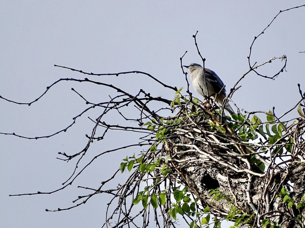 Northern Mockingbird - ML275022061