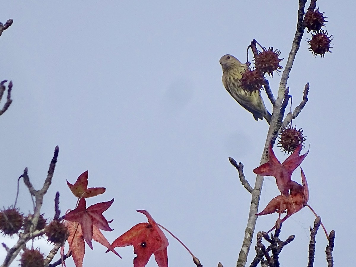 マツノキヒワ - ML275022081