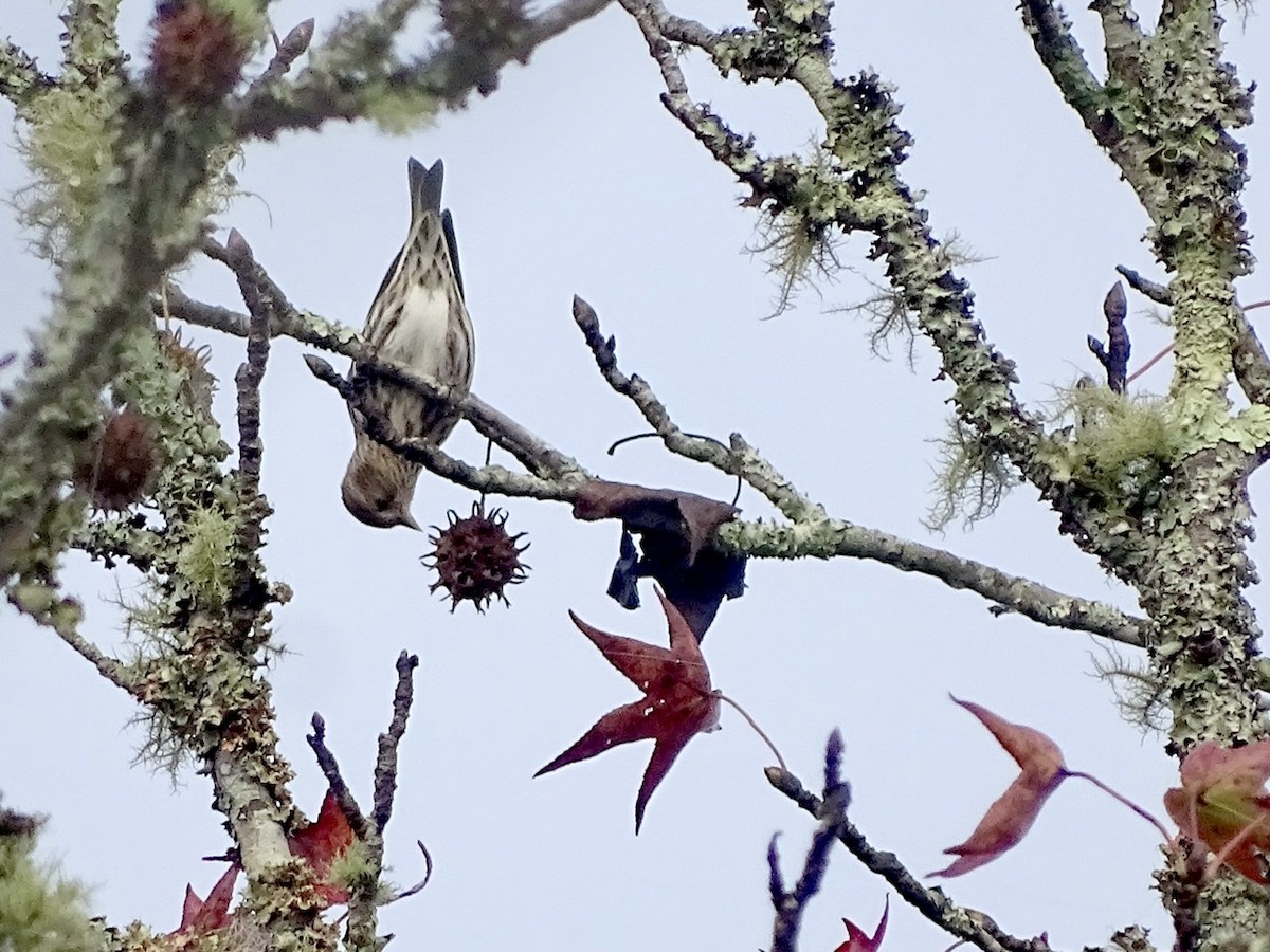 マツノキヒワ - ML275022151