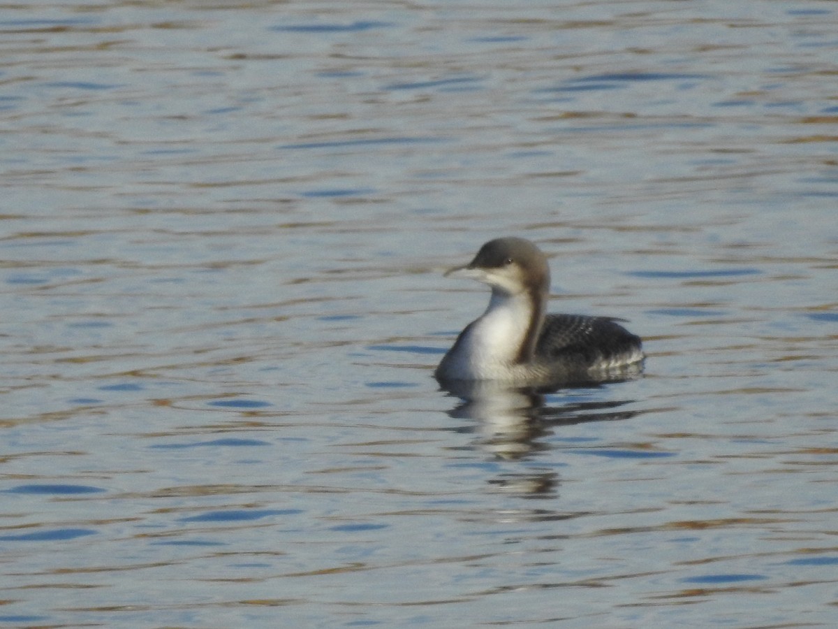 Pacific Loon - ML275022801