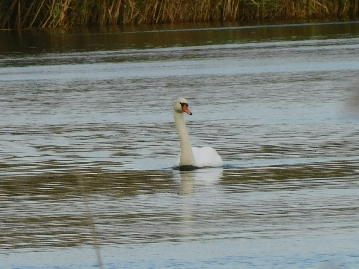 Mute Swan - John Williams