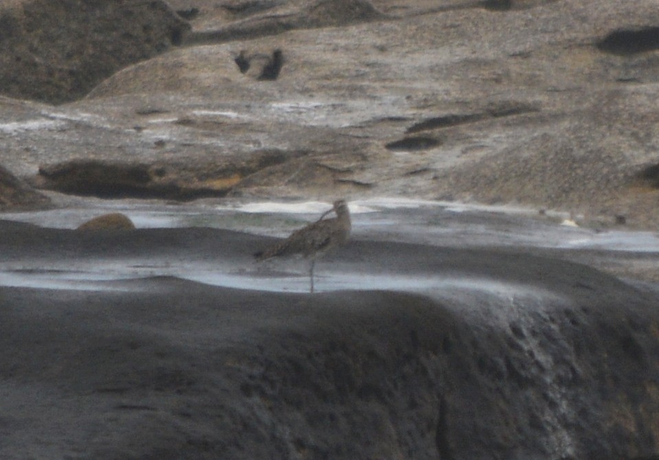 Whimbrel - Jorge Leitão