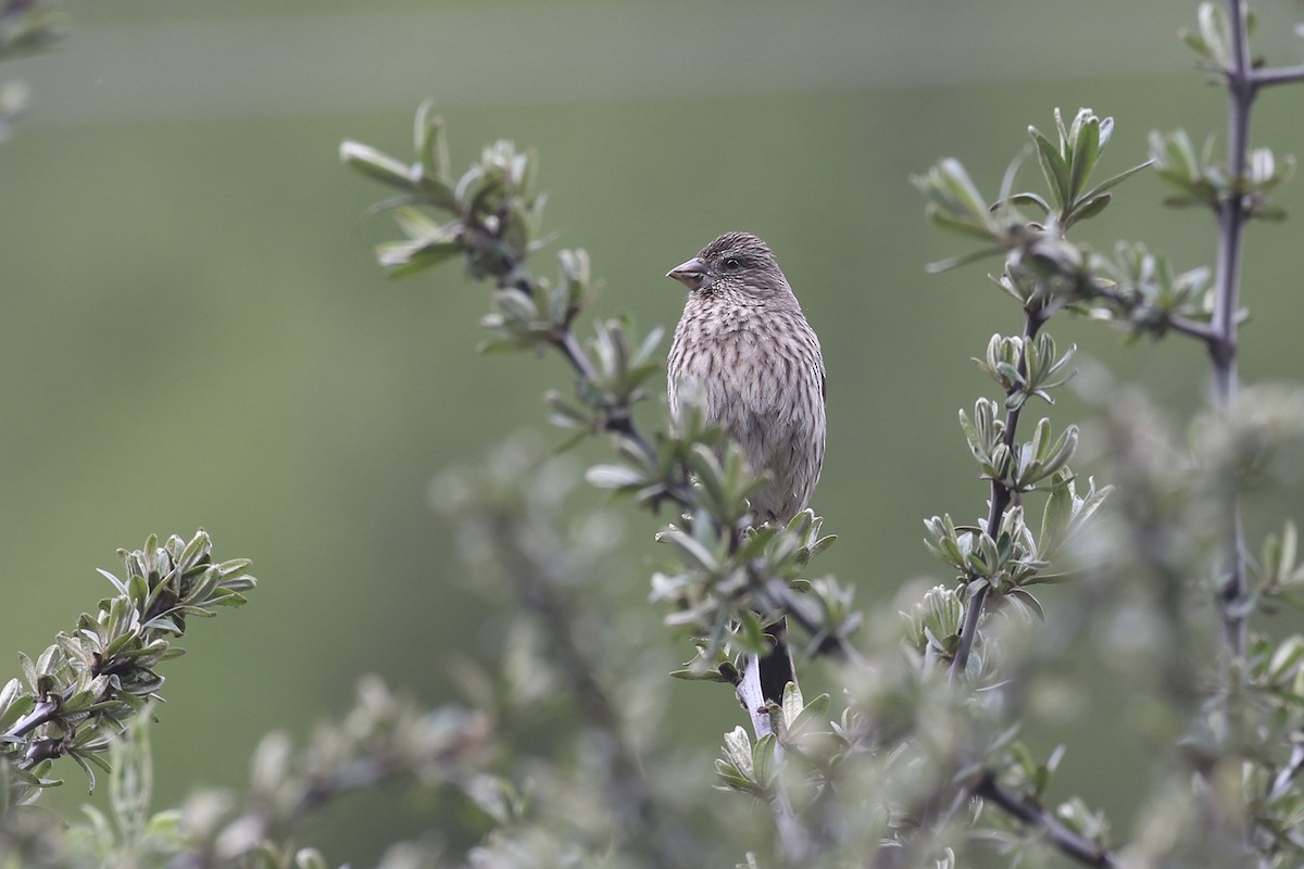 Streaked Rosefinch - ML275027511