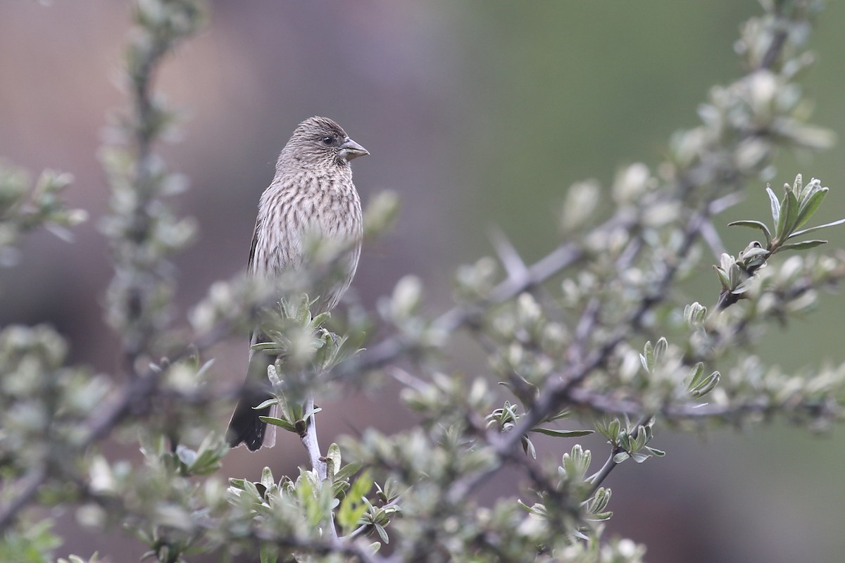 Streaked Rosefinch - ML275027581