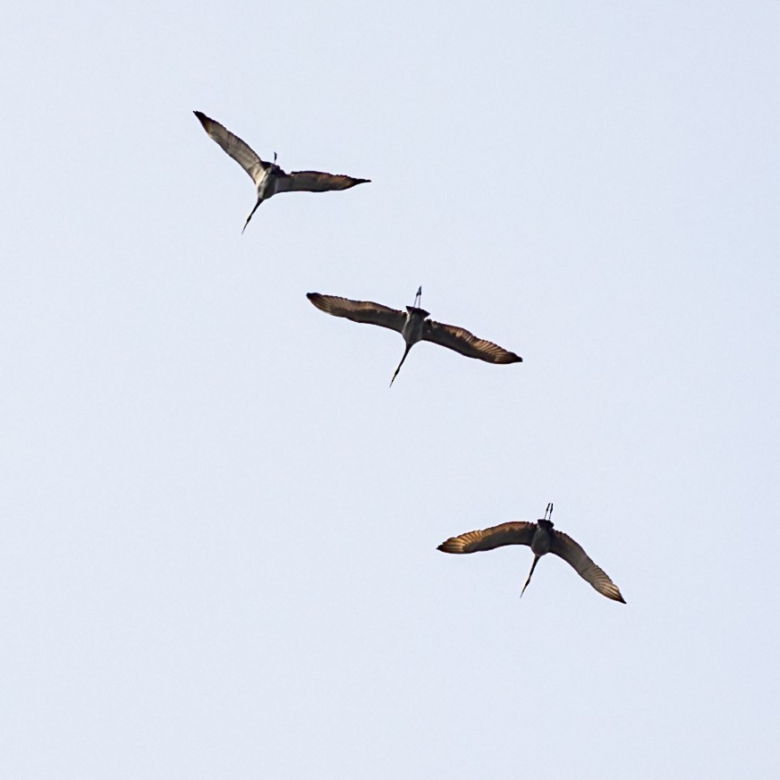 Sandhill Crane - ML275028731