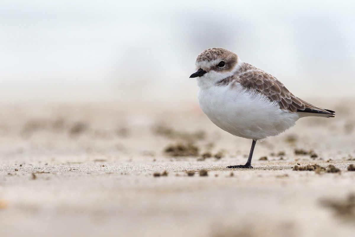 Snowy Plover - ML275029301