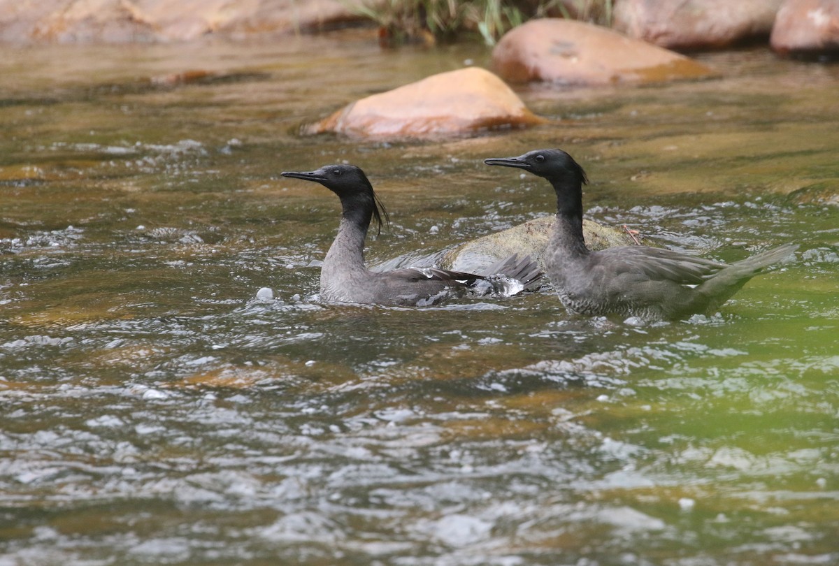 Brazilian Merganser - ML275029331