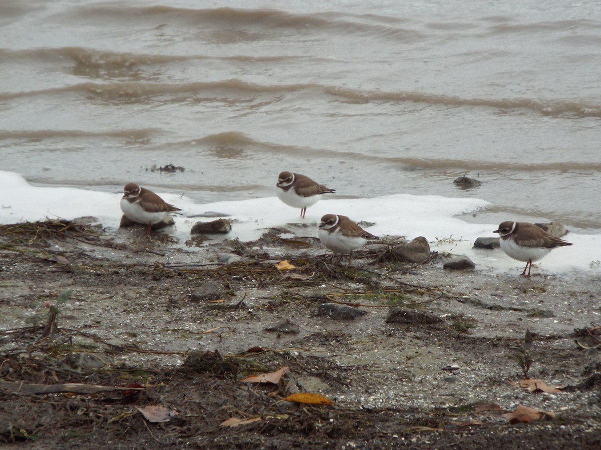 Semipalmated Plover - ML275031191