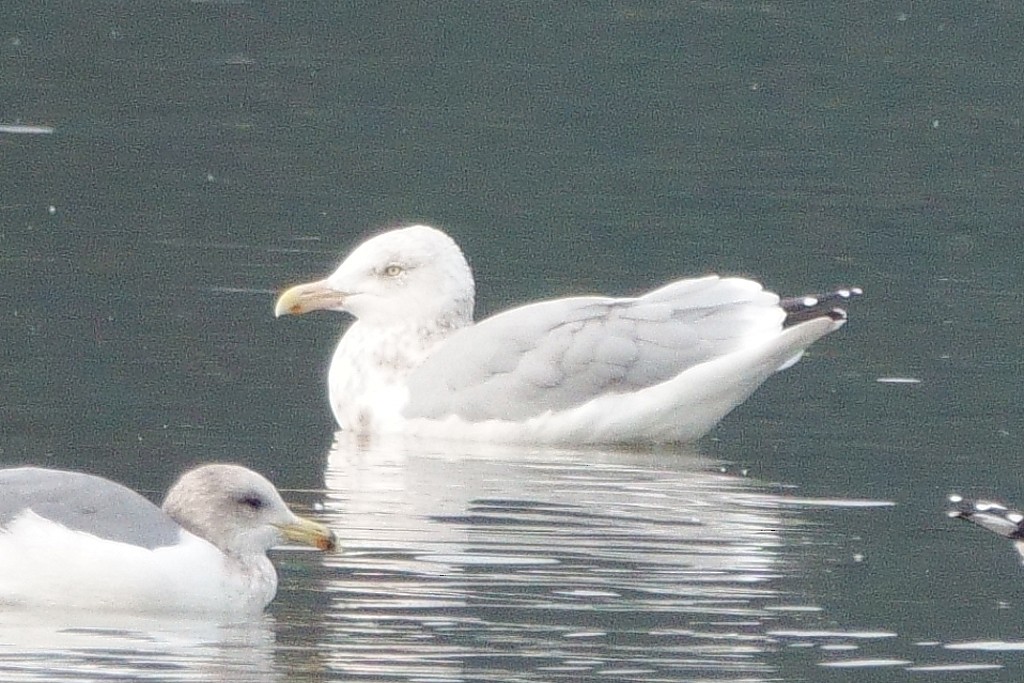 Gaviota Argéntea - ML275031201