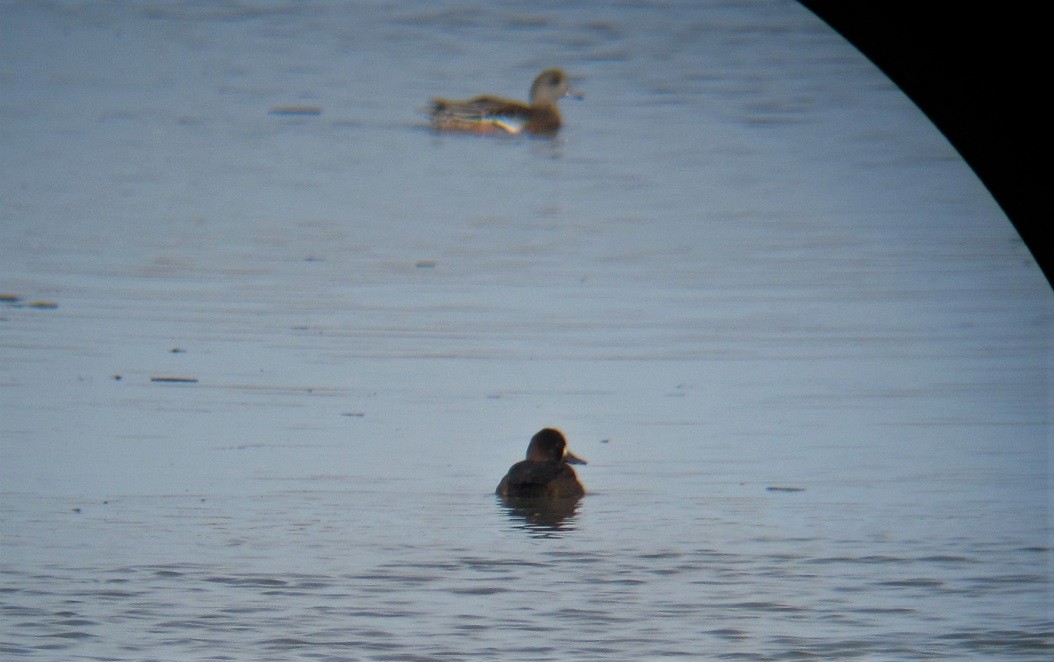 Lesser Scaup - ML275033281