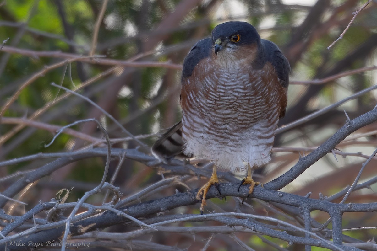 Eurasian Sparrowhawk - ML275033791