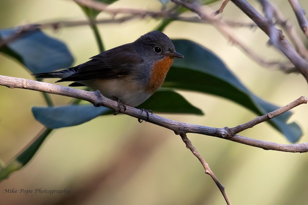 Red-breasted Flycatcher - ML275034021