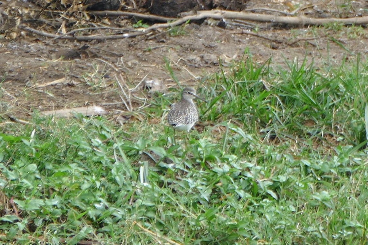 Wood Sandpiper - ML275034101