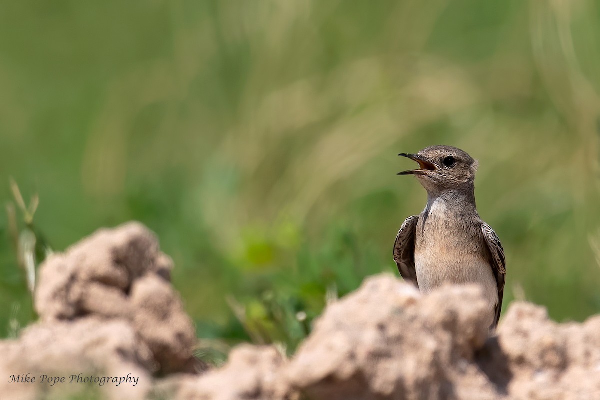 Pied Wheatear - Mike Pope