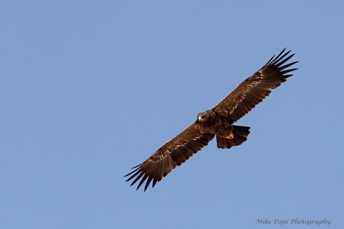 Steppe Eagle - ML275034921