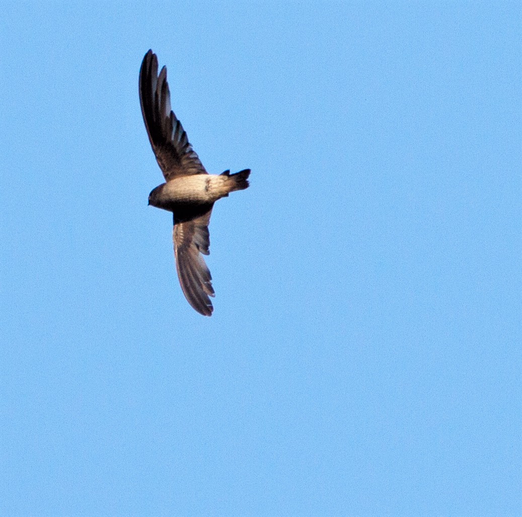 Madagascar Spinetail - ML275036601