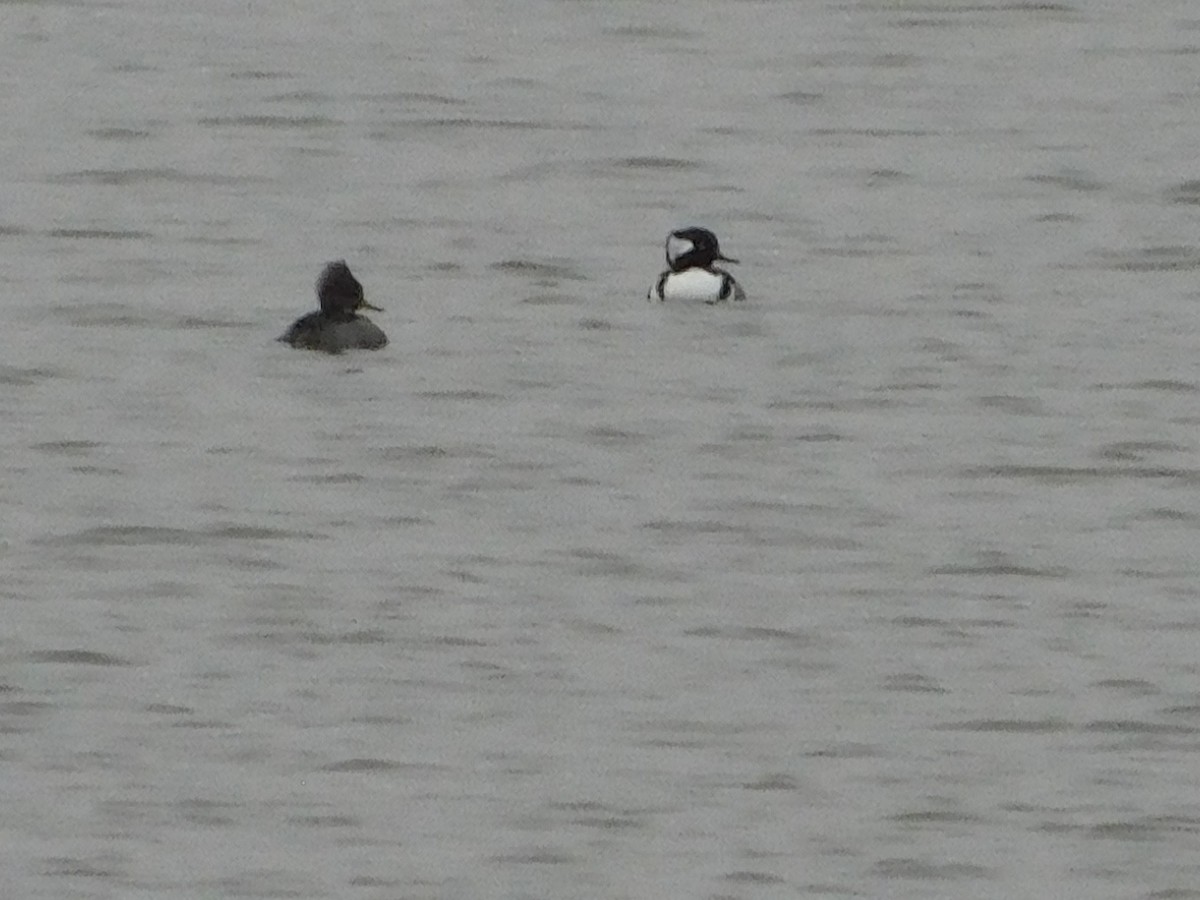 Hooded Merganser - ML275037031