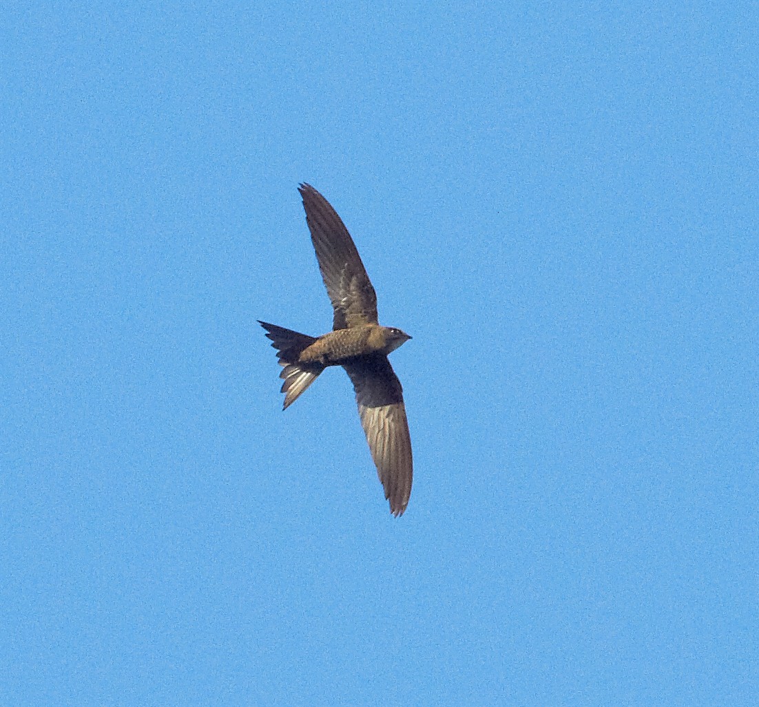 Malagasy Swift - Werner Suter