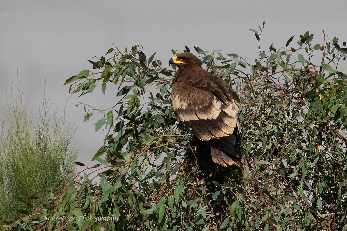 Steppe Eagle - Mike Pope