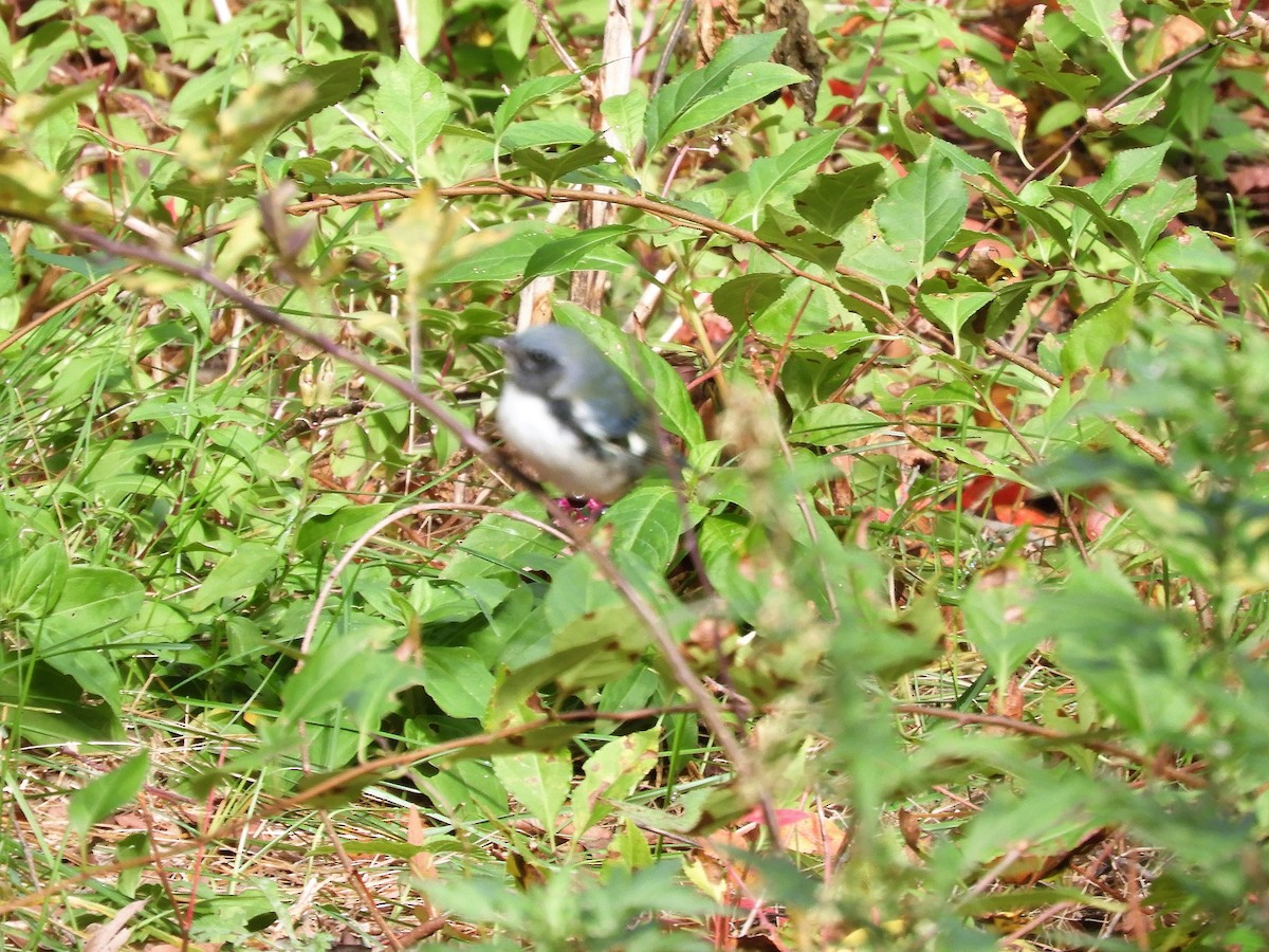 Black-throated Blue Warbler - ML275039051