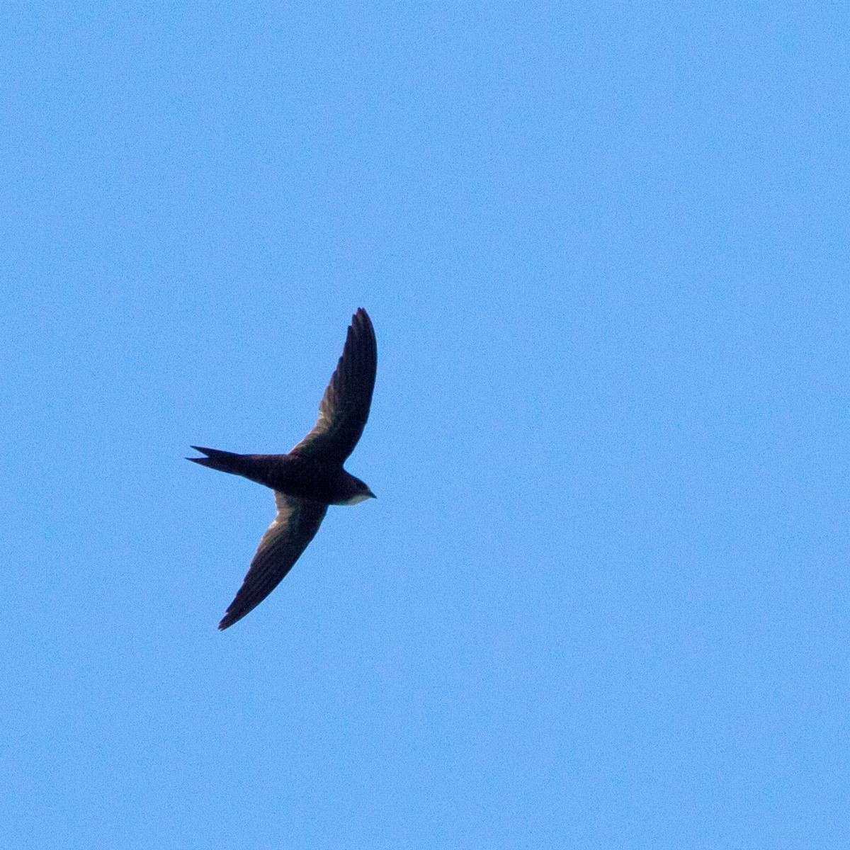 Malagasy Swift - ML275039921