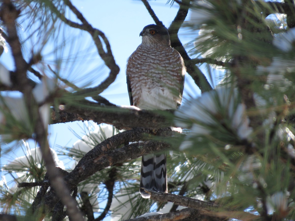 Sharp-shinned Hawk - ML275040001