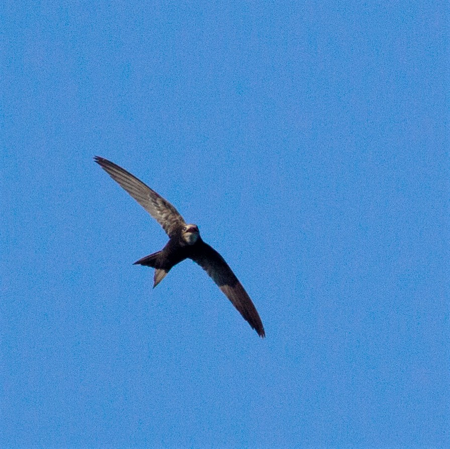 Malagasy Swift - Werner Suter
