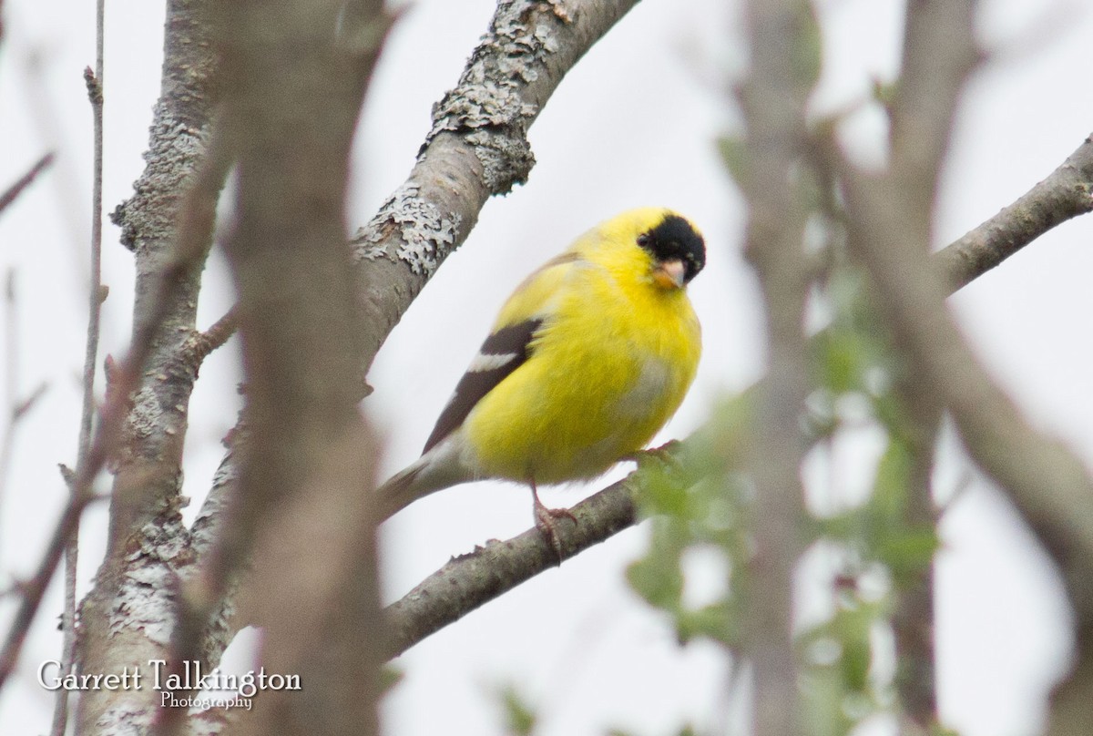 American Goldfinch - ML27504261