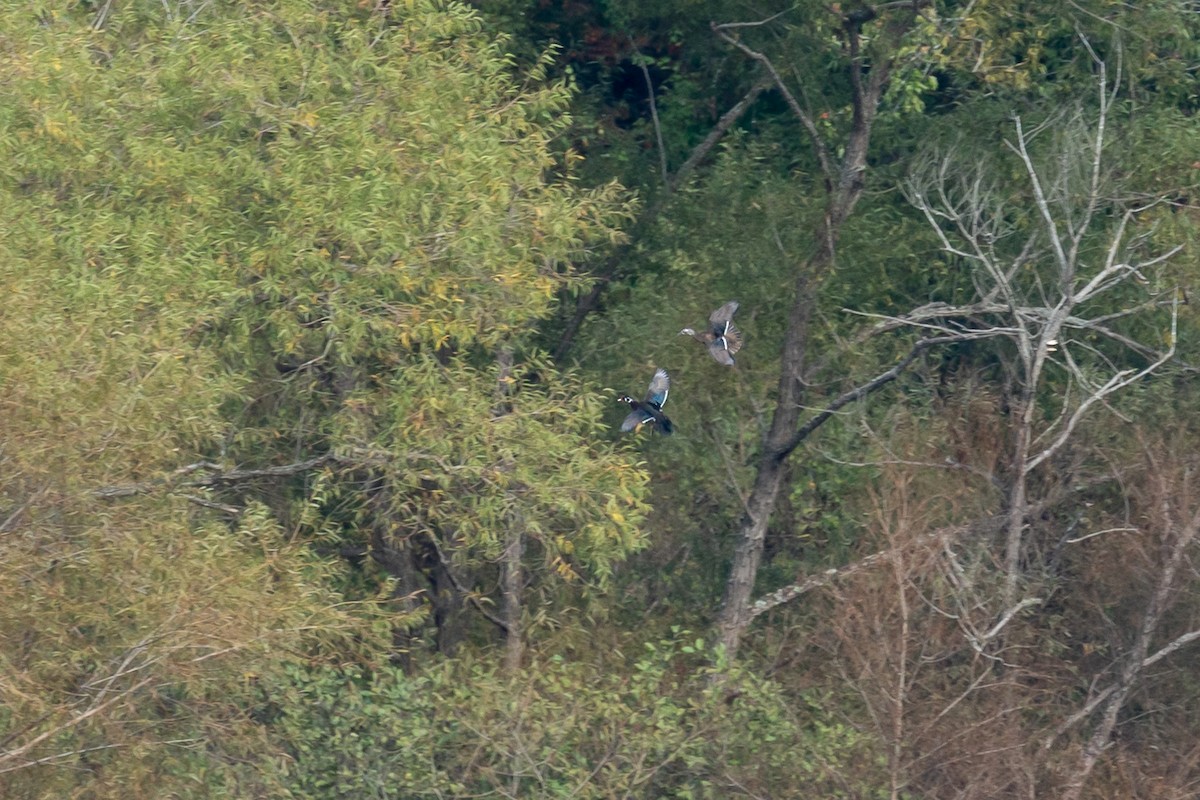 Wood Duck - ML275042901