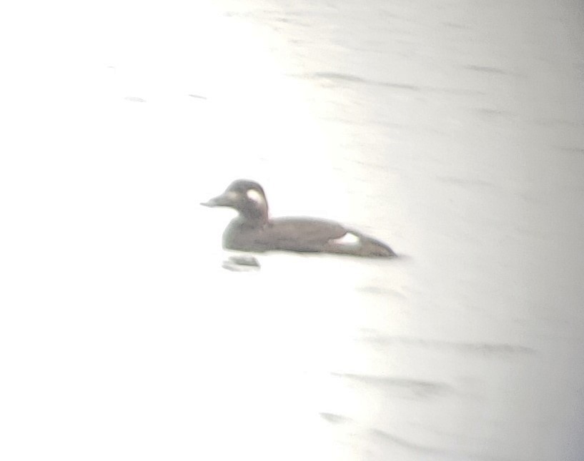 White-winged Scoter - ML275042971