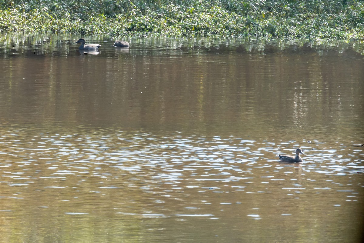 Gadwall - ML275043261