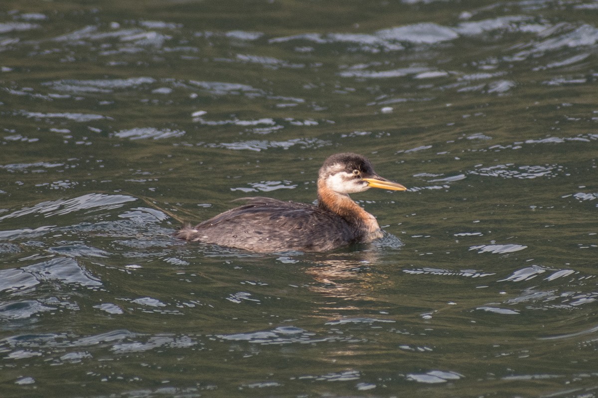 Red-necked Grebe - ML275043931