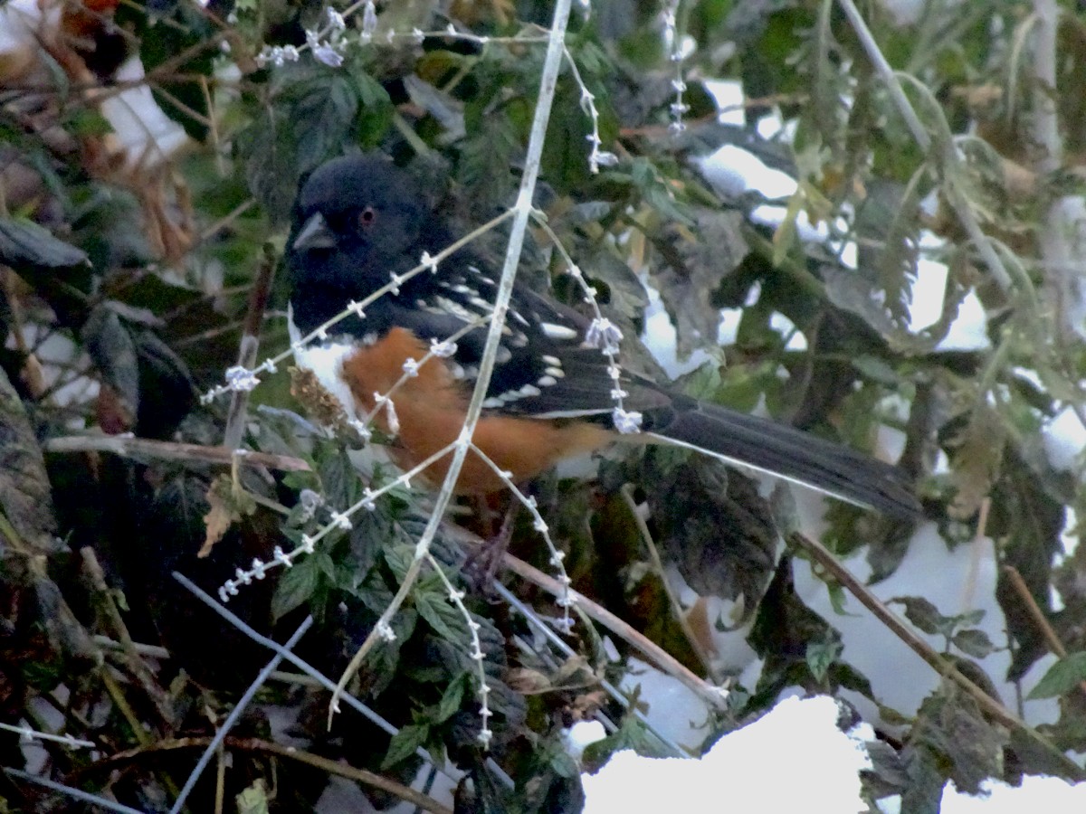 Spotted Towhee - ML275044201