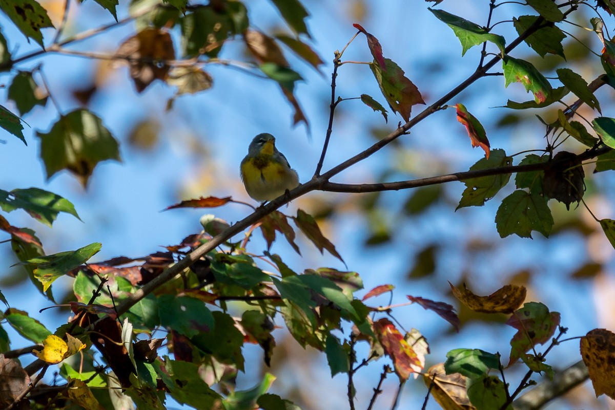 Northern Parula - ML275044331