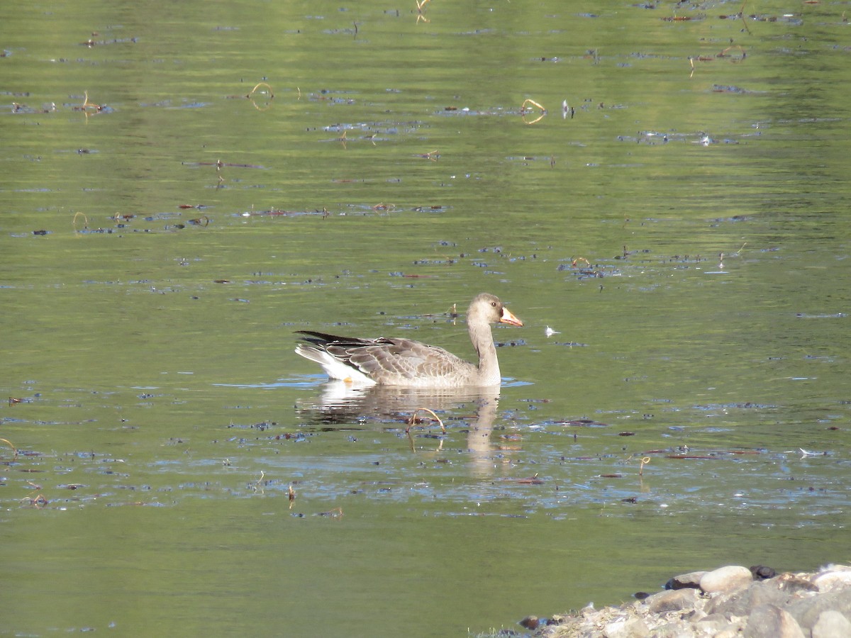 Greater White-fronted Goose - ML275045671