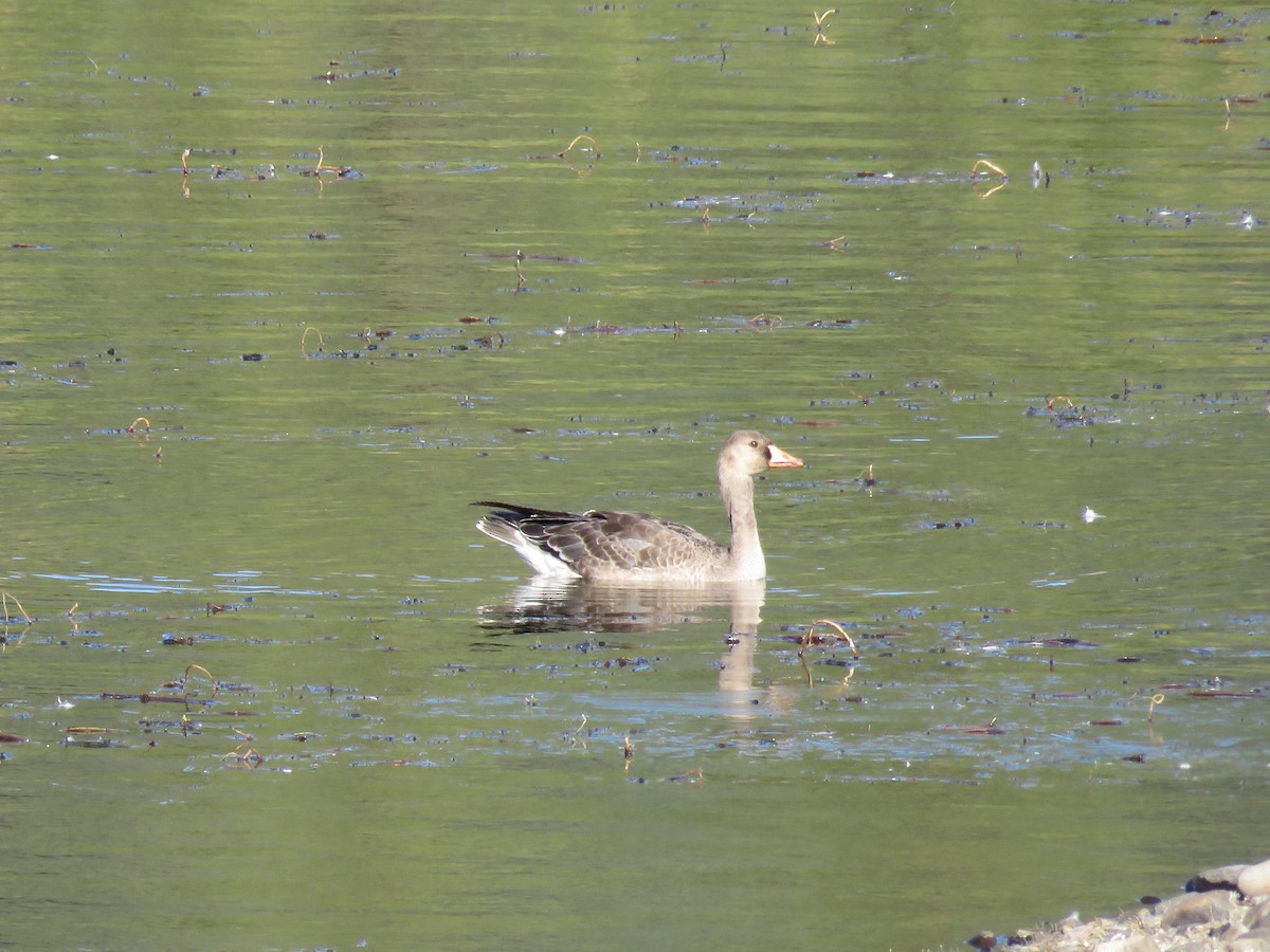 Greater White-fronted Goose - ML275045691