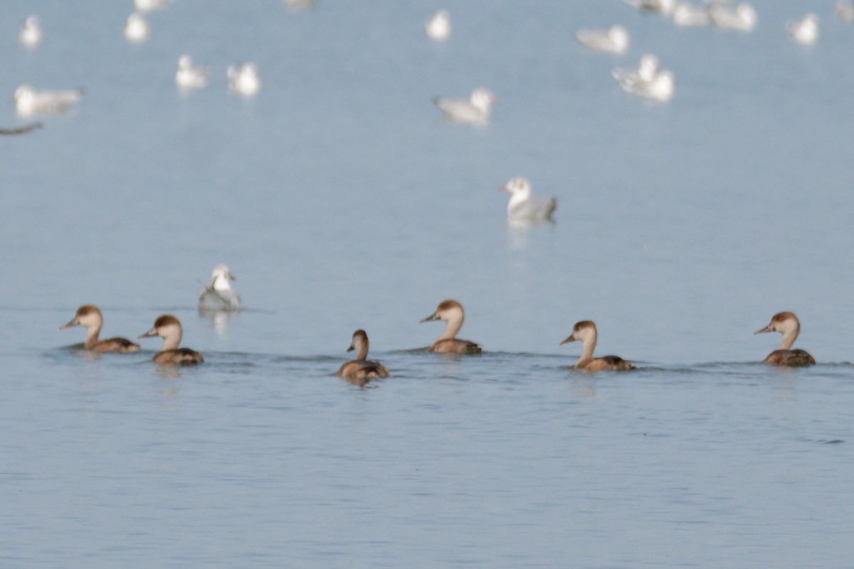 Red-crested Pochard - ML275045741