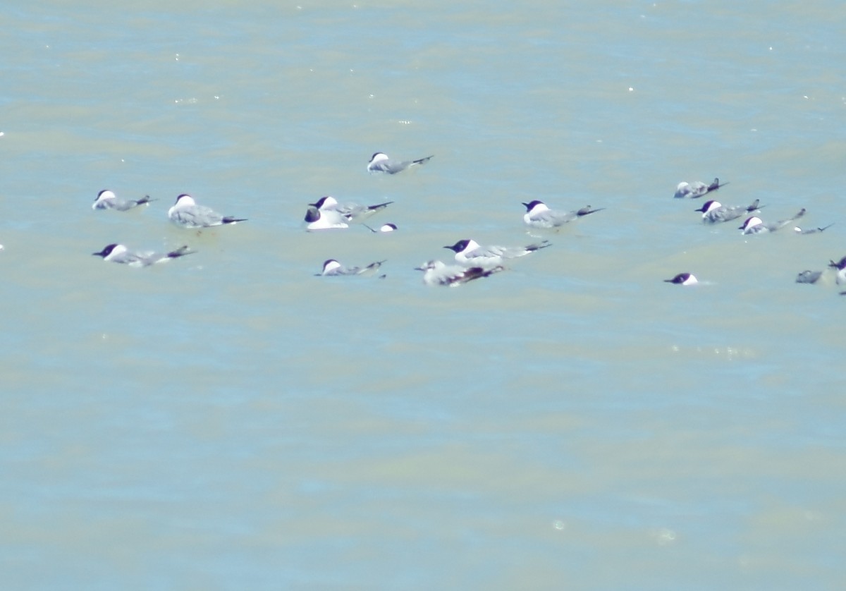 Little Gull - ML27504821