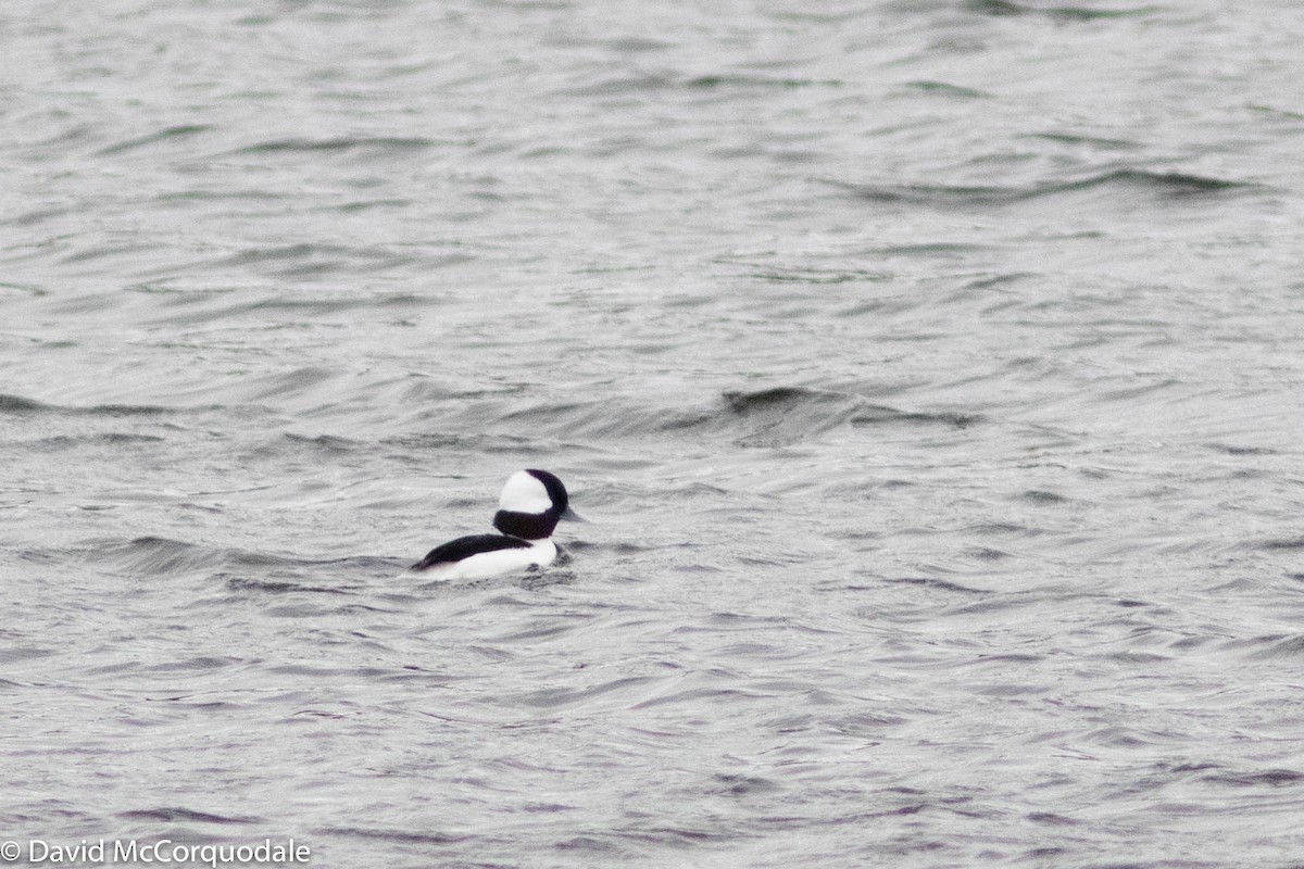 Bufflehead - ML275048491