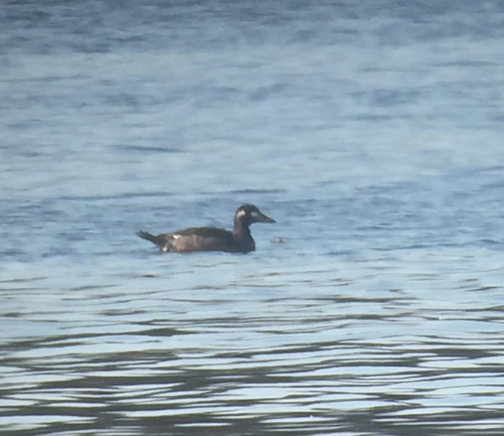 White-winged Scoter - ML275050451