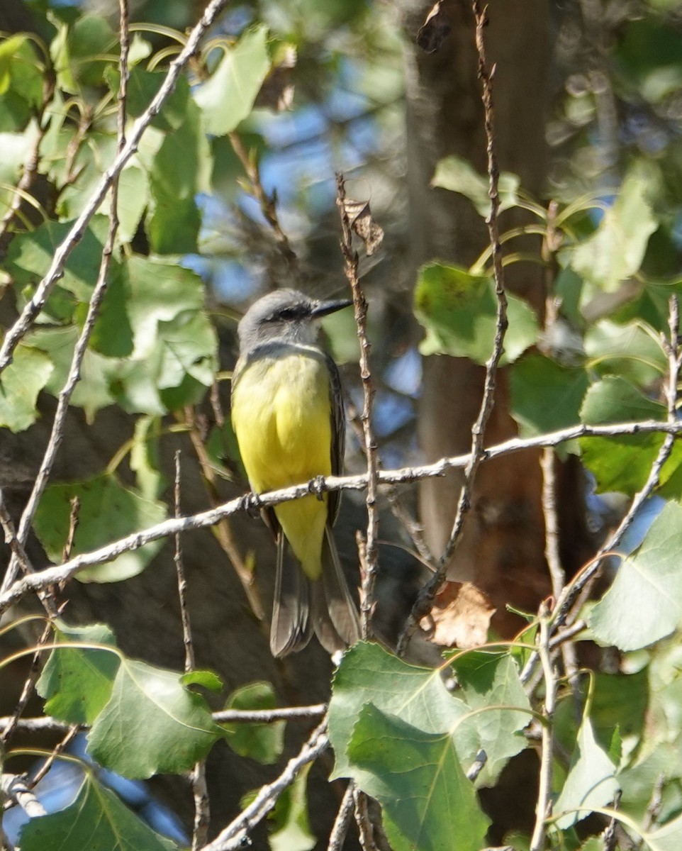 Tropical Kingbird - ML275051761