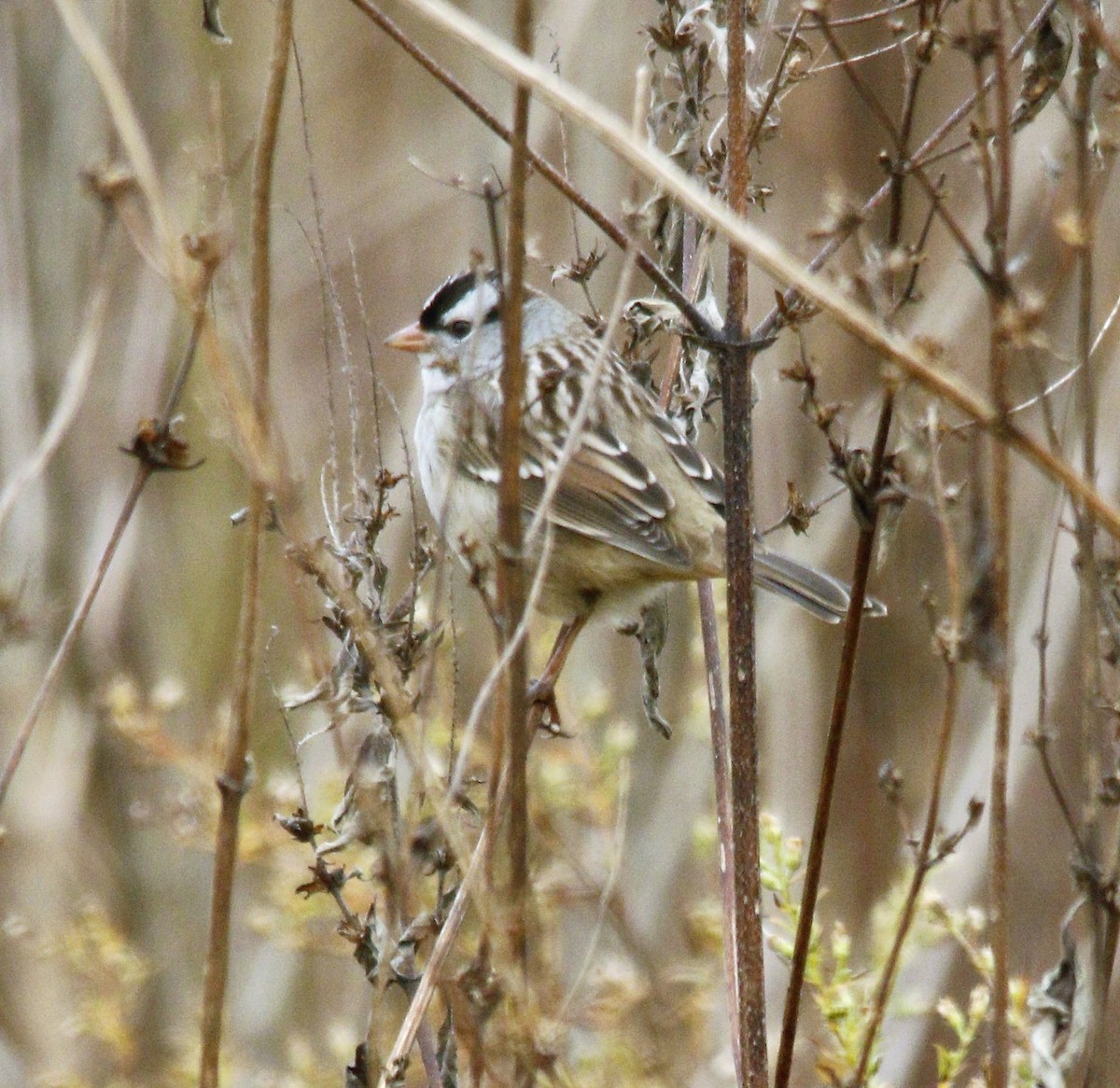 White-crowned Sparrow - ML275052051