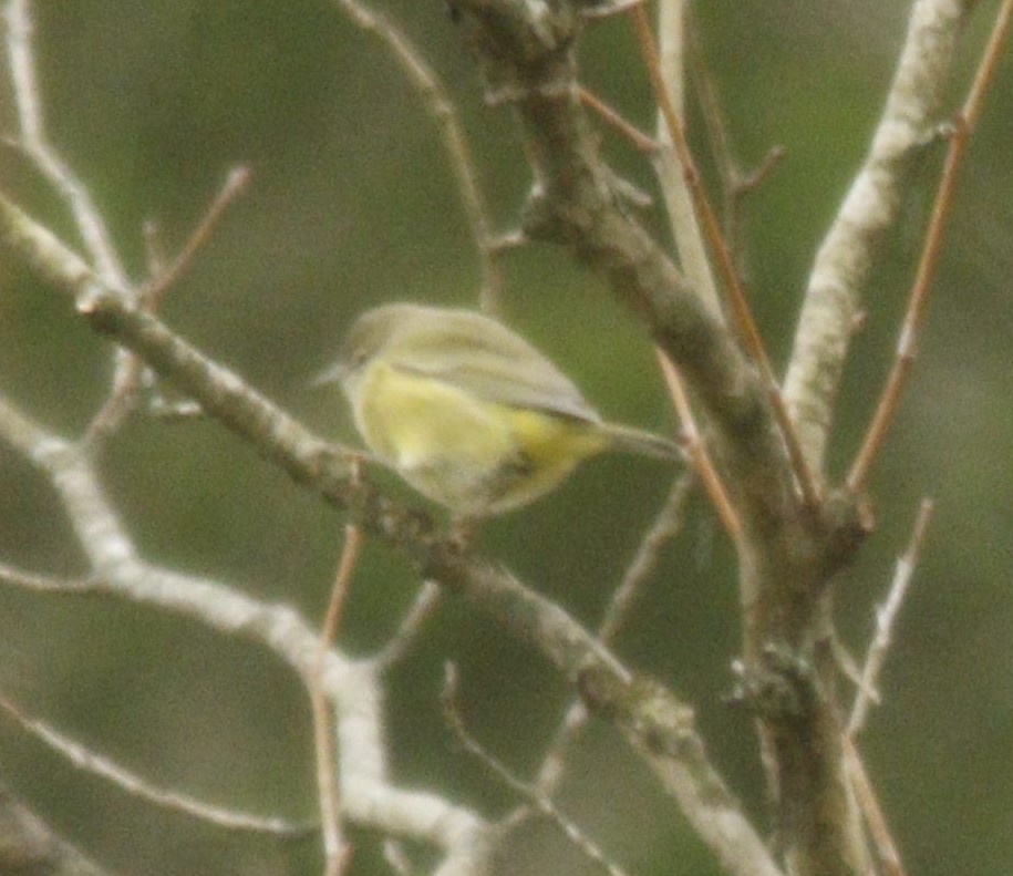 Orange-crowned Warbler - ML275052331