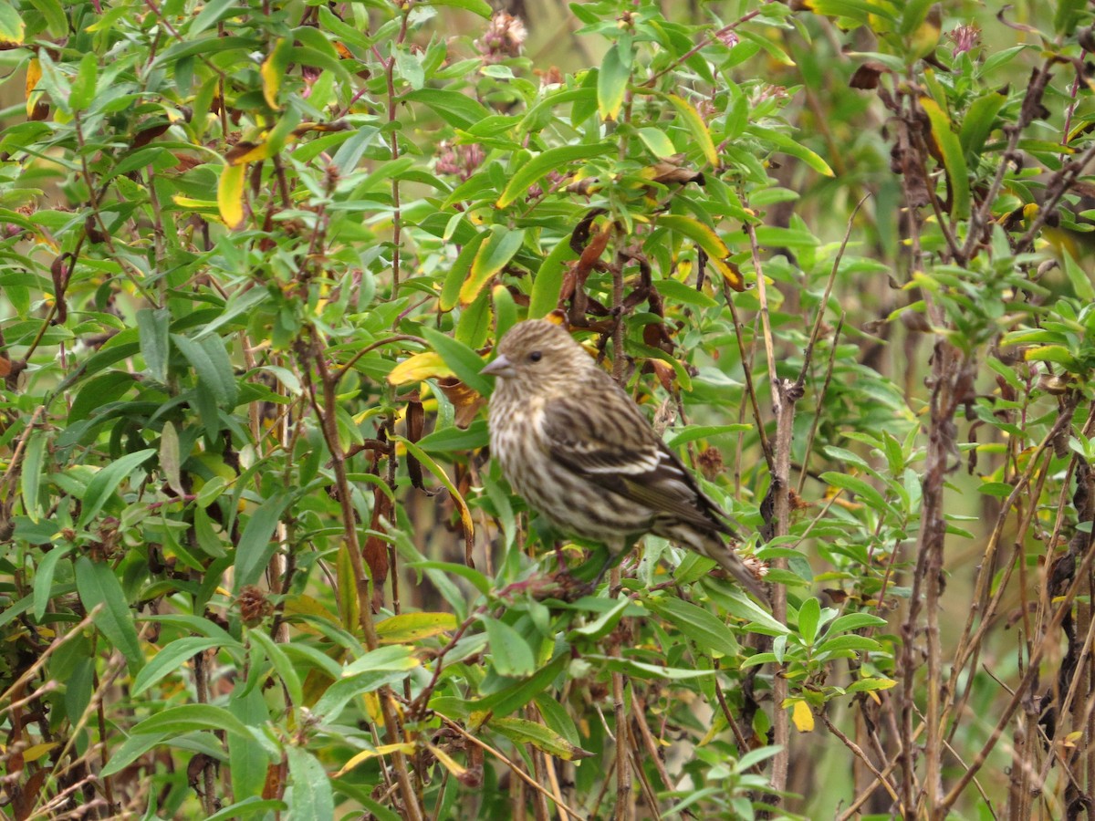 Pine Siskin - ML275052641