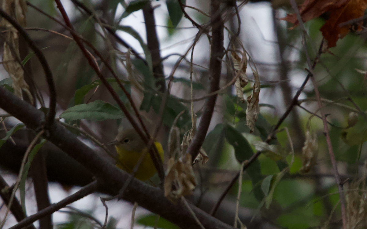 Nashville Warbler - ML275052791