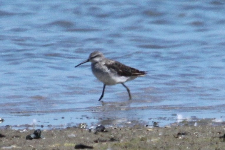 Stilt Sandpiper - ML275053341