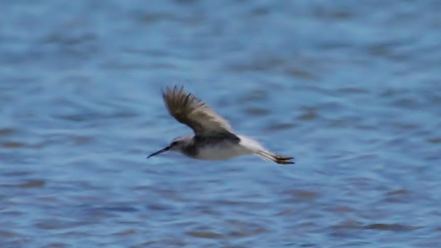 Stilt Sandpiper - ML275053351